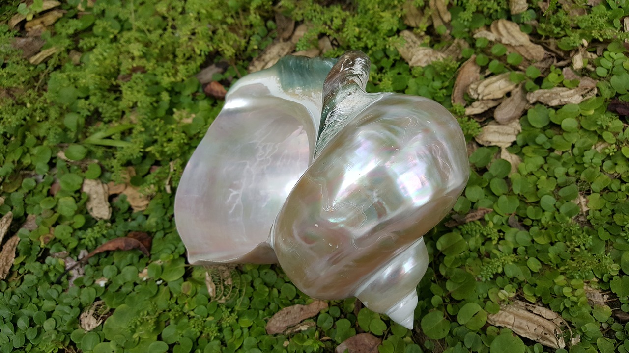 significato di madreperla sostanza delle conchiglie